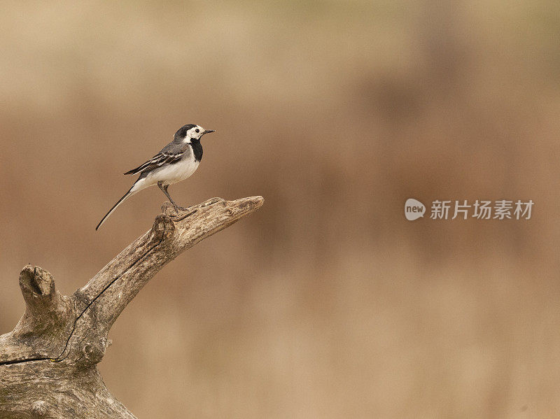 一只野生的白色Wagtail, Motacilla alba，栖息在一根倒下的树枝上，与完全分散的自然背景相反。罗马尼亚东部多瑙河三角洲bisopere保护区。